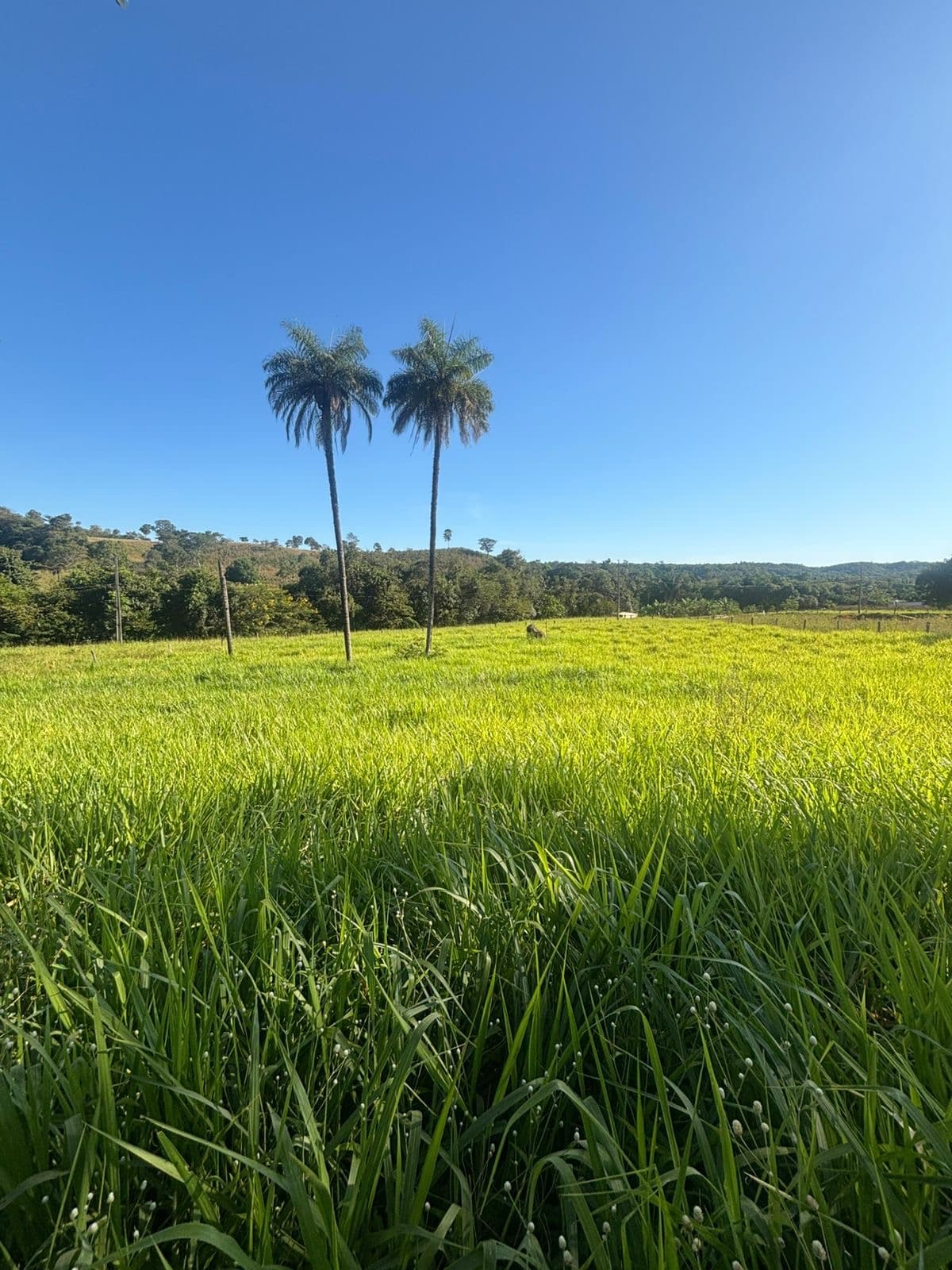 Chácara de 4,51 hectares à venda no Córrego Barreiro – Aparecida do Rio Negro/TO