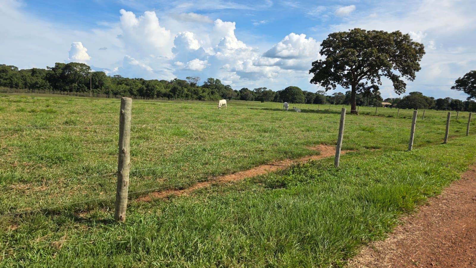 Fazenda com Aptidão para Agricultura e Pecuária à Venda em Paraíso no Vale do Araguaia – TO