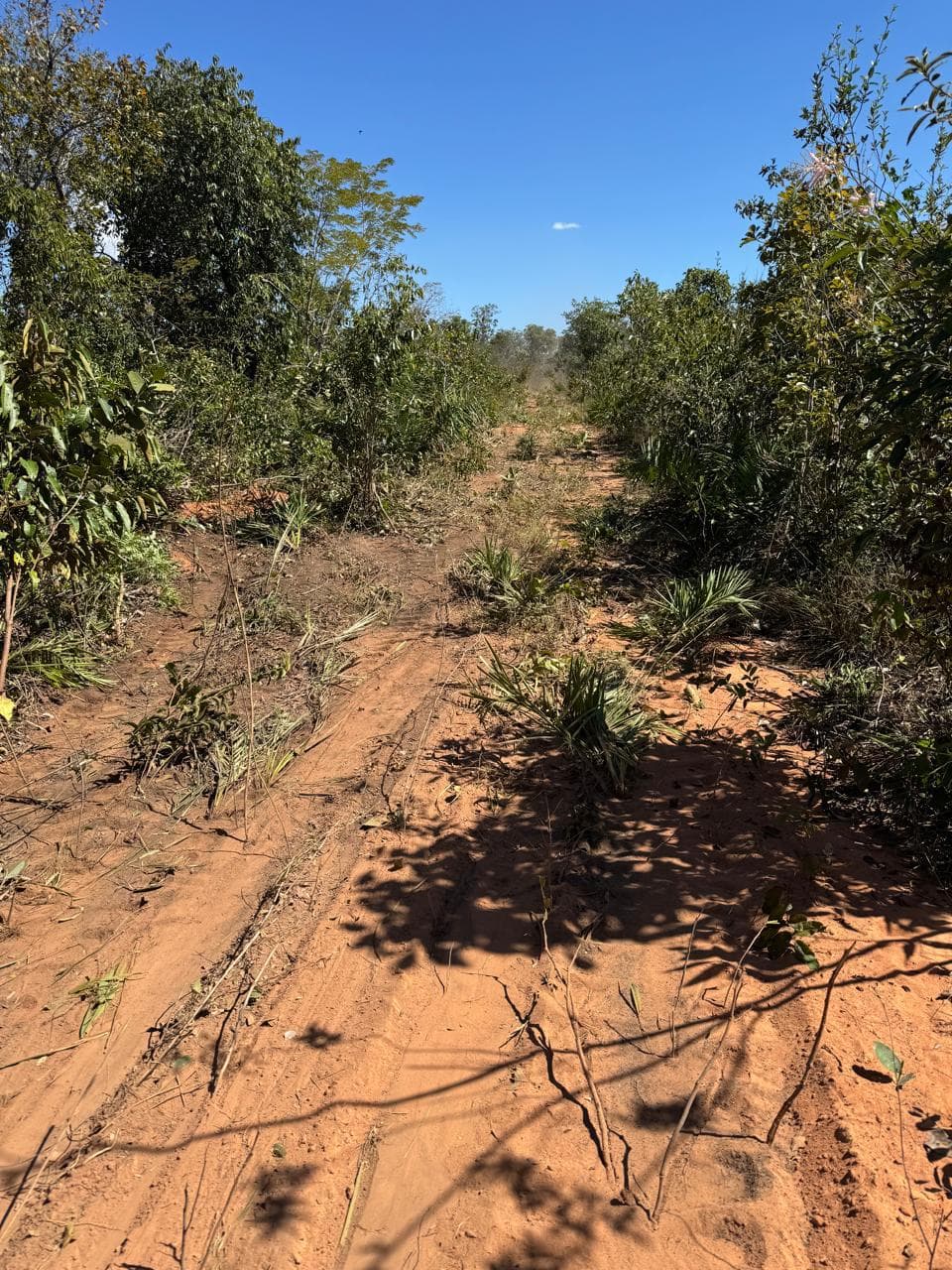 Fazenda com Potencial para Agricultura à Venda em Ponte Alta – TO | 2.420 Hectares
