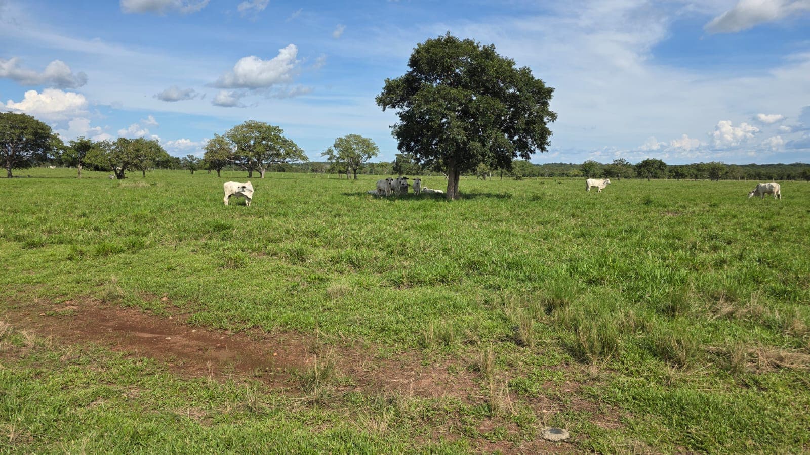 Fazenda com Aptidão para Agricultura e Pecuária à Venda em Paraíso no Vale do Araguaia – TO