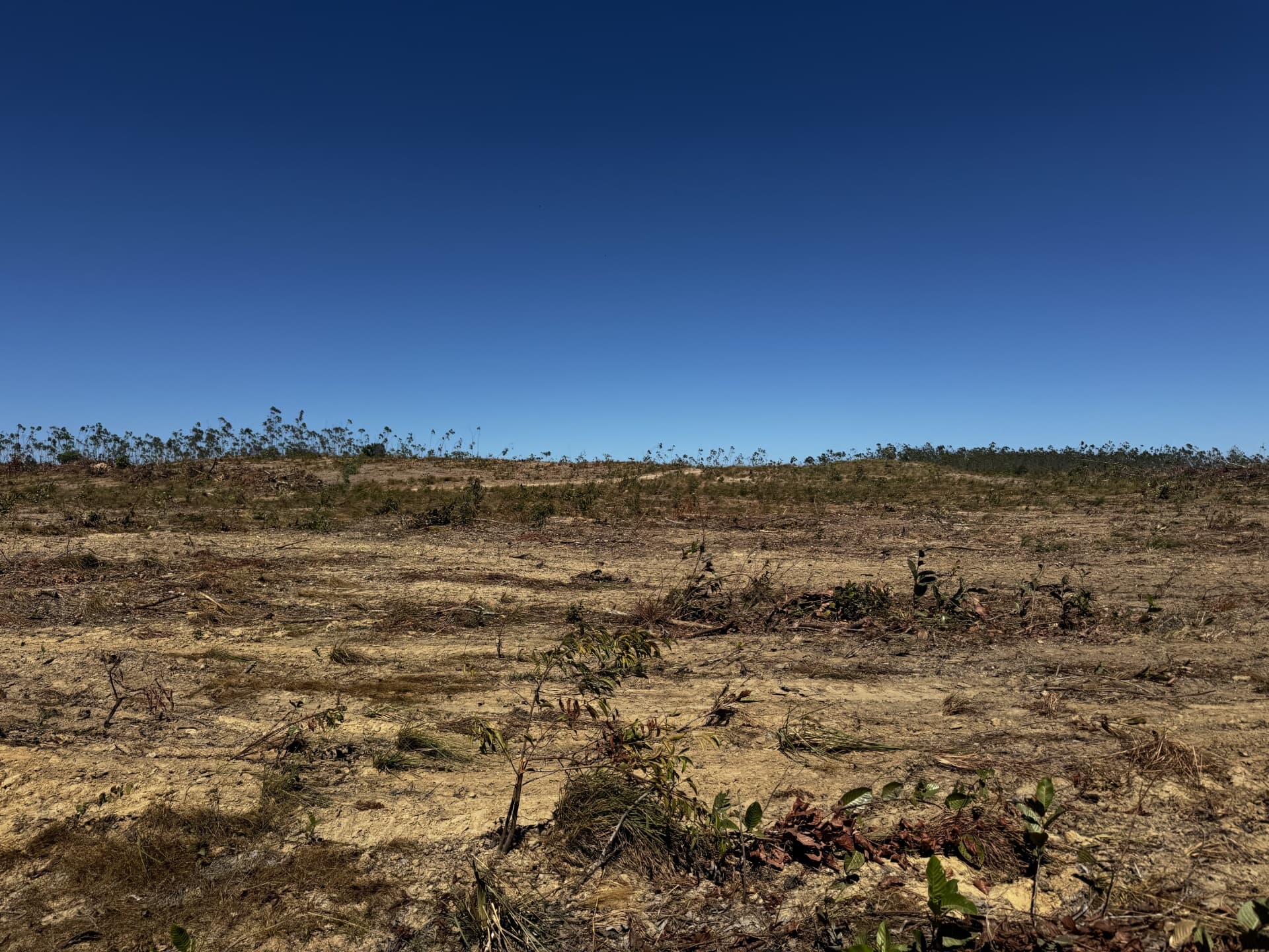 Fazenda à Venda no Vale do Araguaia – Dois Irmãos/TO | 205 Alqueires | Dupla Aptidão