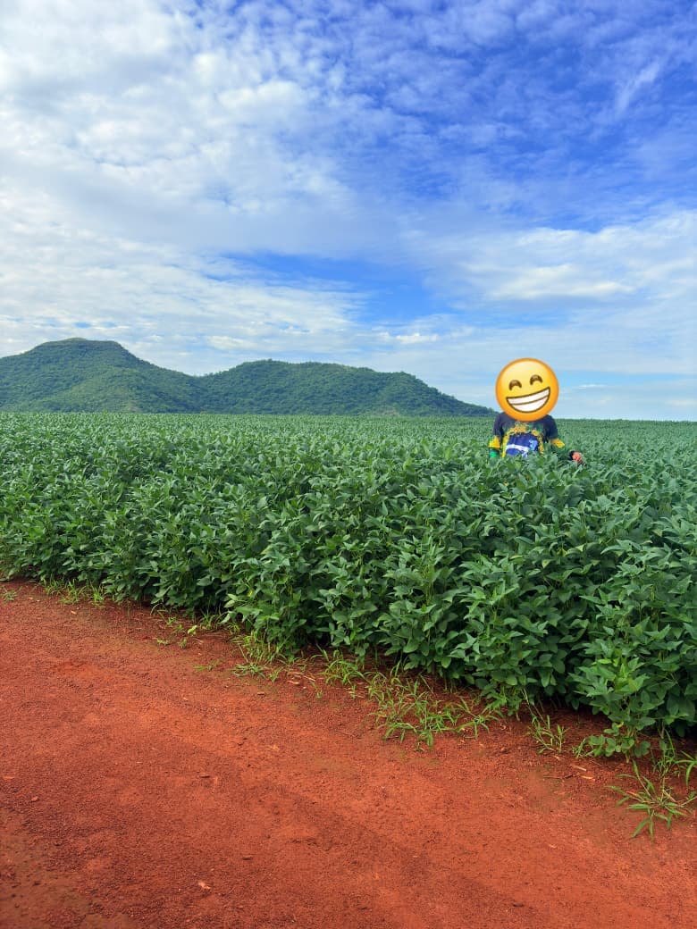 Fazenda com Dupla Aptidão à Venda em Brejinho de Nazaré – TO | 1.519 Hectares na Região da Prosperidade