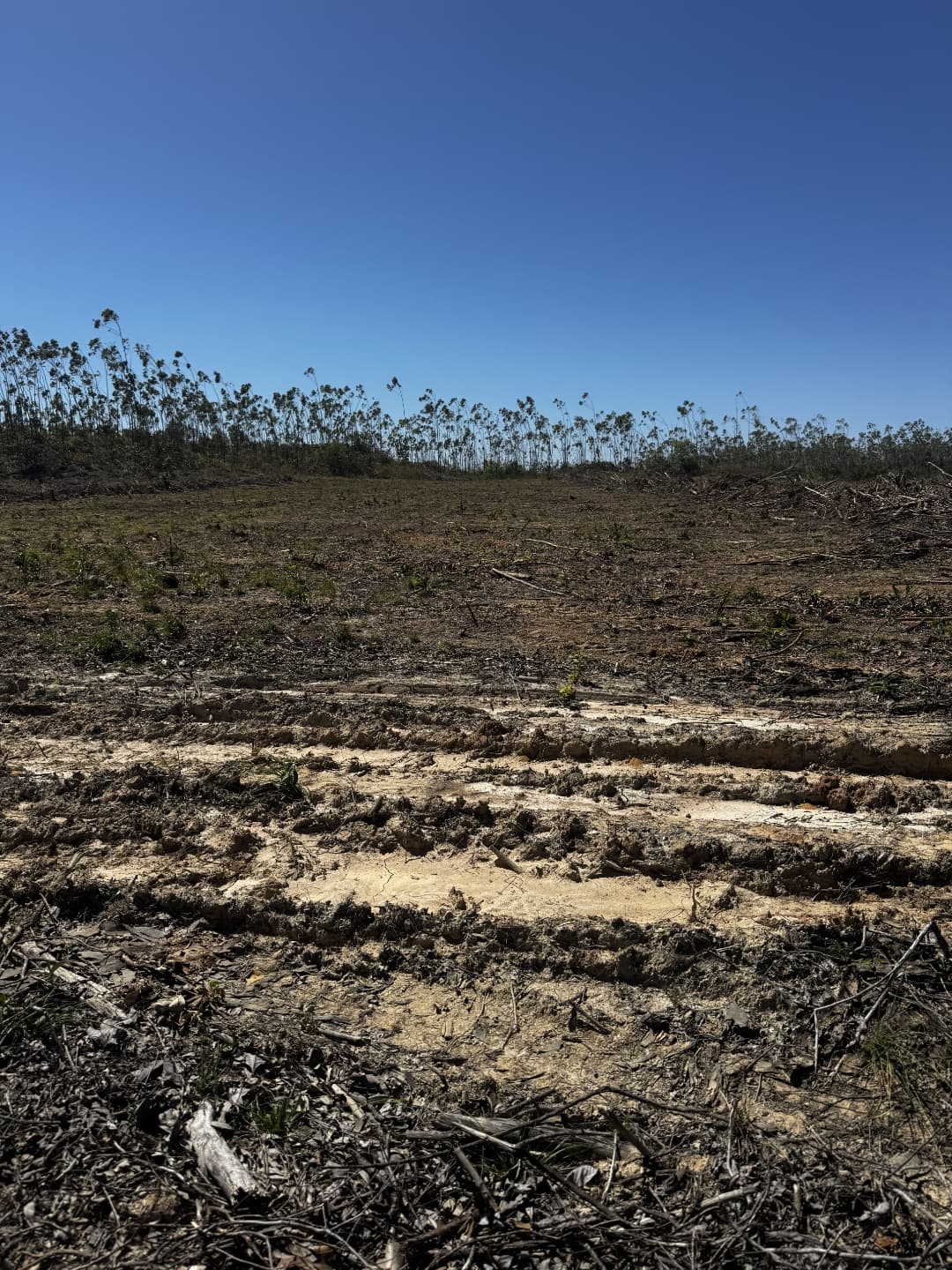 Fazenda à Venda no Vale do Araguaia – Dois Irmãos/TO | 205 Alqueires | Dupla Aptidão