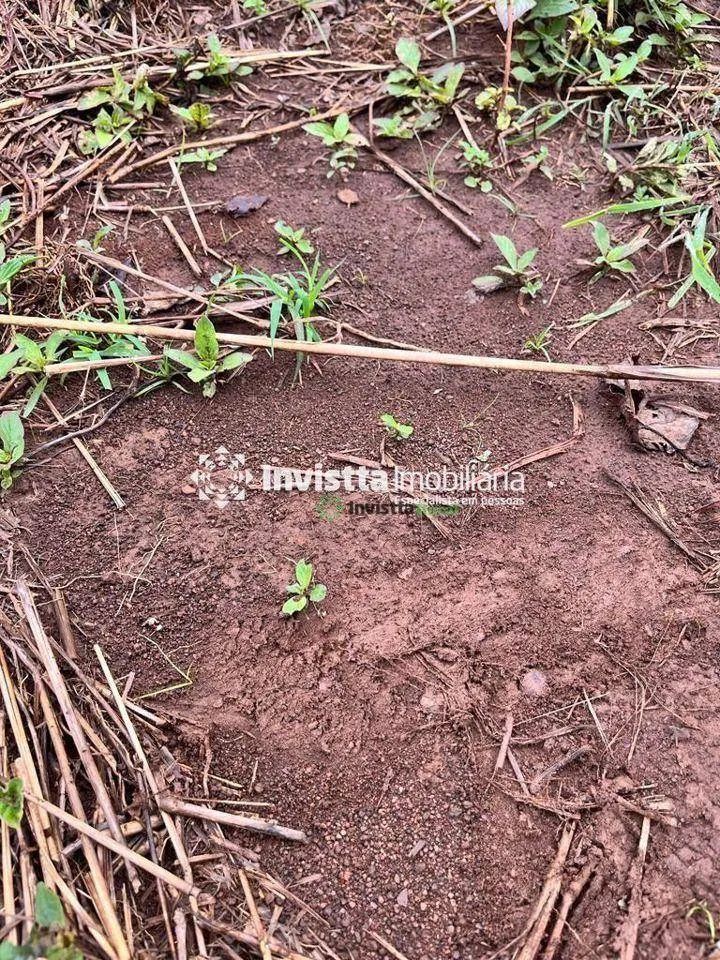 Fazenda de 269 alqueires com solo argiloso e logística estratégica em Porto Nacional