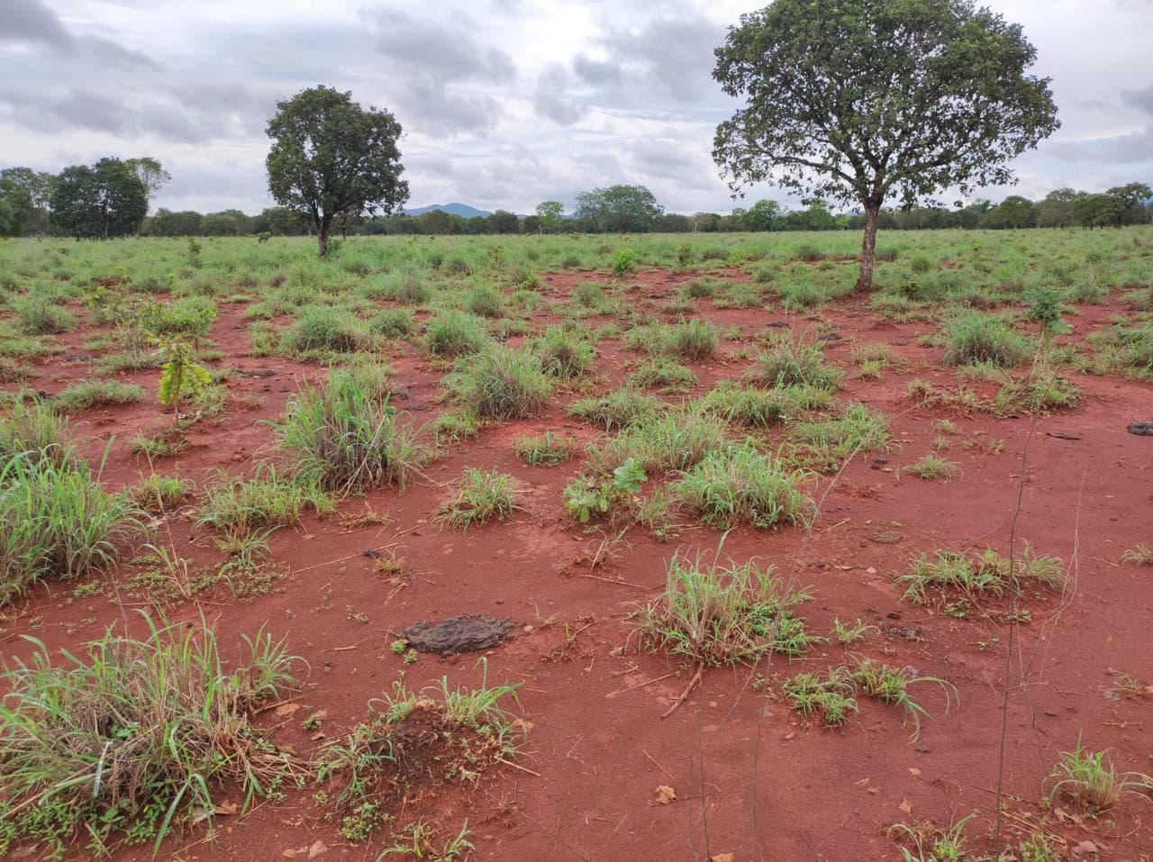 Fazenda com 390 Alqueires à Venda em Silvanópolis – TO | Alta Aptidão Agropecuária