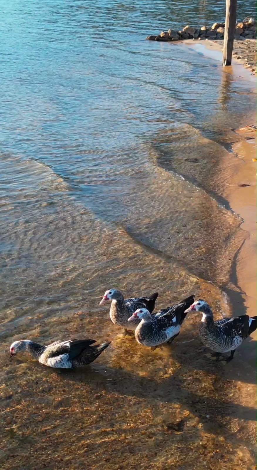 Chácara beira-lago com 6.000 m² a 24 km de Palmas