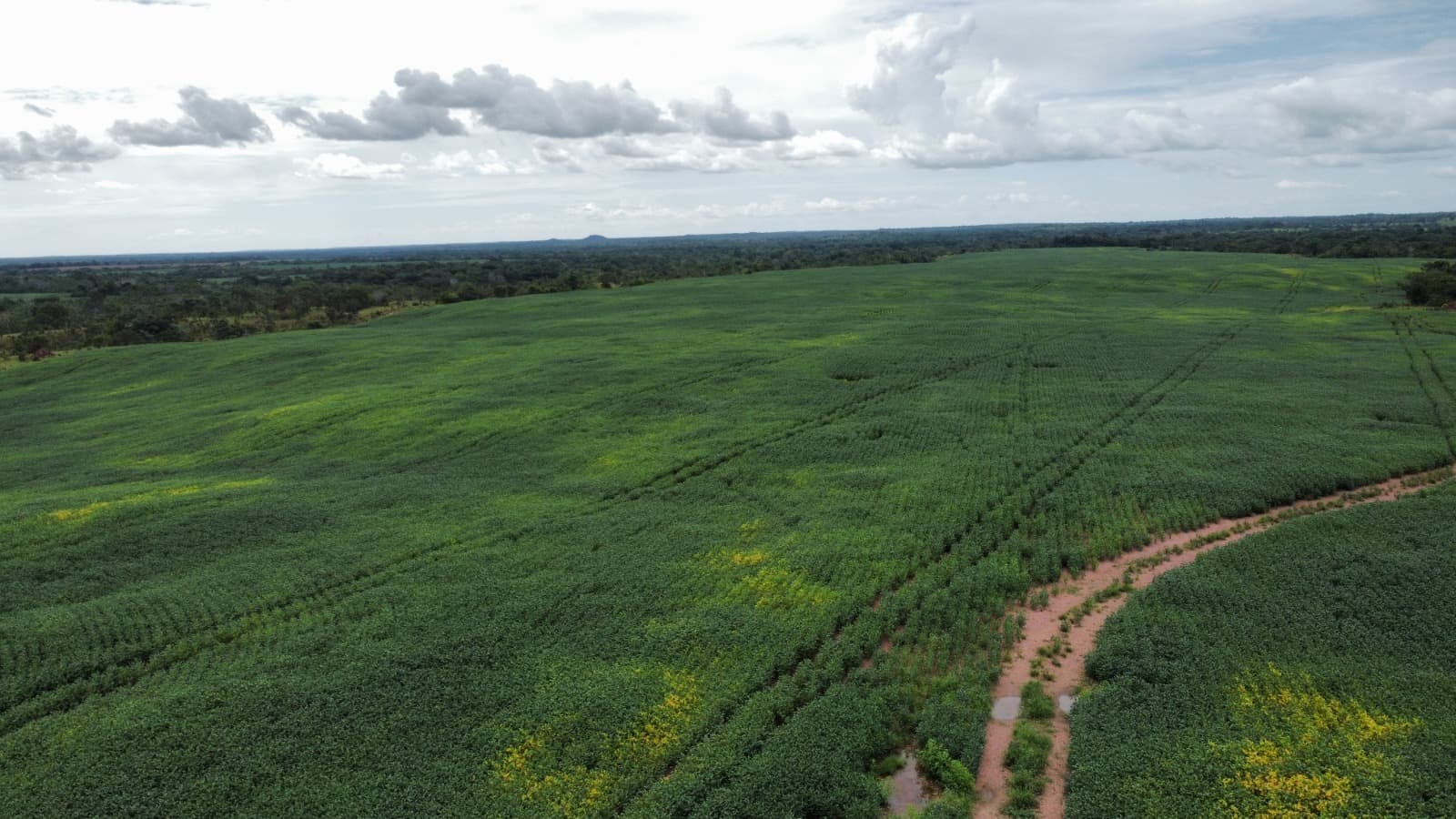 Fazenda com Aptidão Agrícola à Venda no Vale do Araguaia – TO | 234 Alqueires
