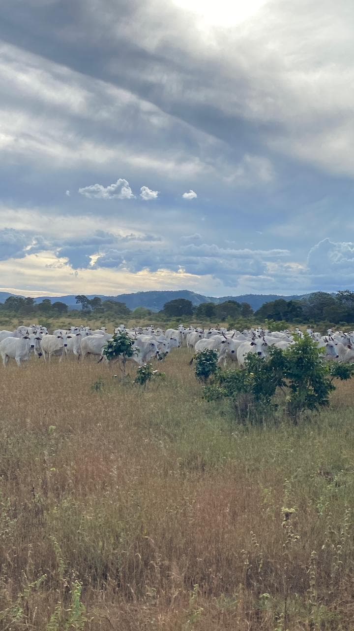 Fazenda com 390 Alqueires à Venda em Silvanópolis – TO | Alta Aptidão Agropecuária