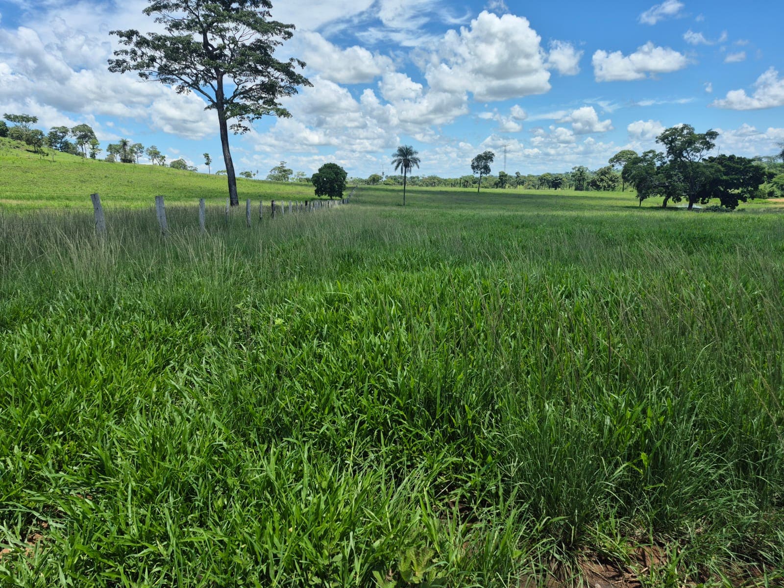 Fazenda para Pecuária à Venda em Barrolândia – TO | 22 Alqueires à Beira do Asfalto