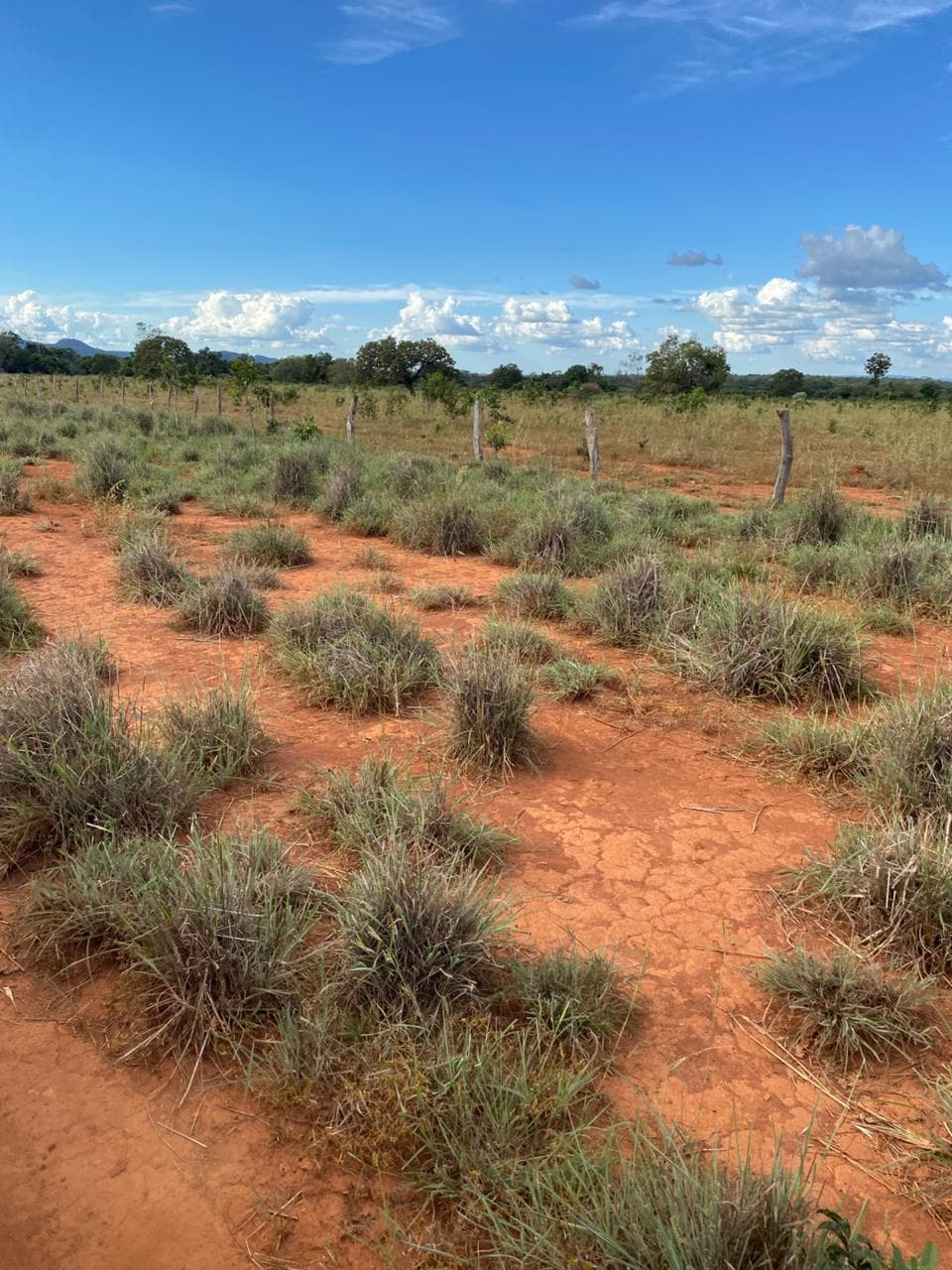 Fazenda com 390 Alqueires à Venda em Silvanópolis – TO | Alta Aptidão Agropecuária