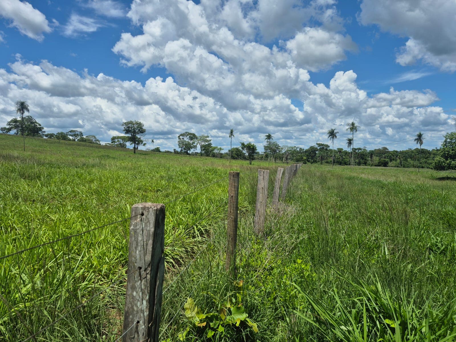 Fazenda para Pecuária à Venda em Barrolândia – TO | 22 Alqueires à Beira do Asfalto