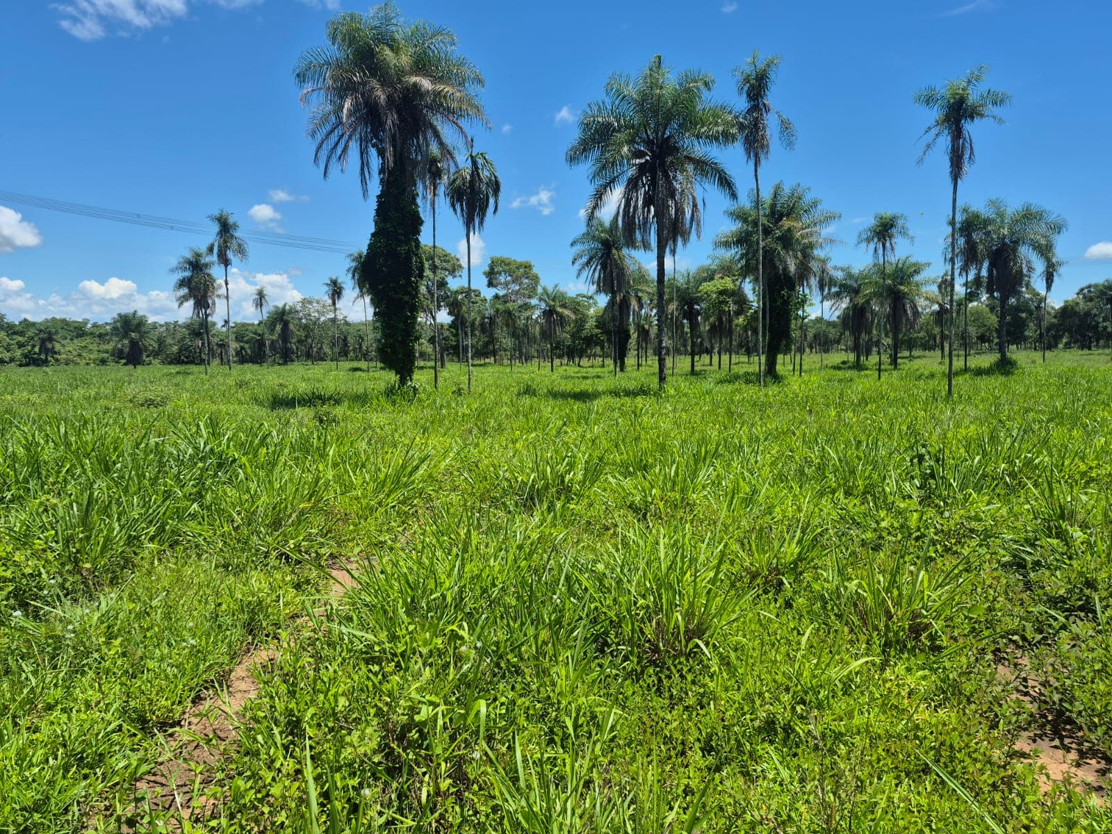 Fazenda para Pecuária à Venda em Barrolândia – TO | 22 Alqueires à Beira do Asfalto