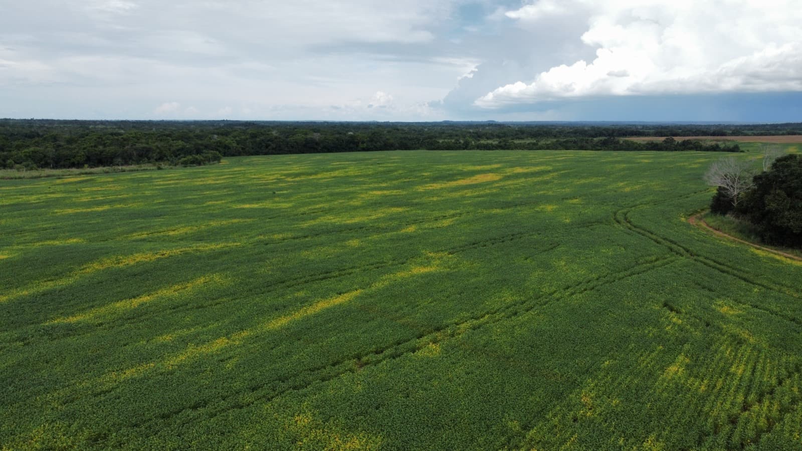 Fazenda com Aptidão Agrícola à Venda no Vale do Araguaia – TO | 234 Alqueires